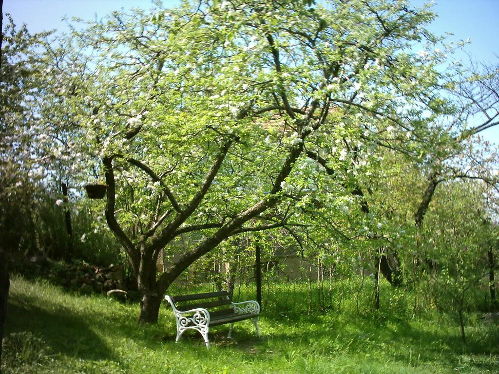 Флора, фауна, имена на растения и други... - Page 4 Bench