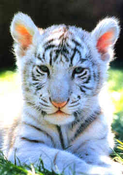 Cute Animal Tournament Round 2.3: Siberian Tiger v Snow Leopard Siberian-tiger-baby