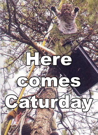 LOLCATS awesomeness Herecomescaturday-2