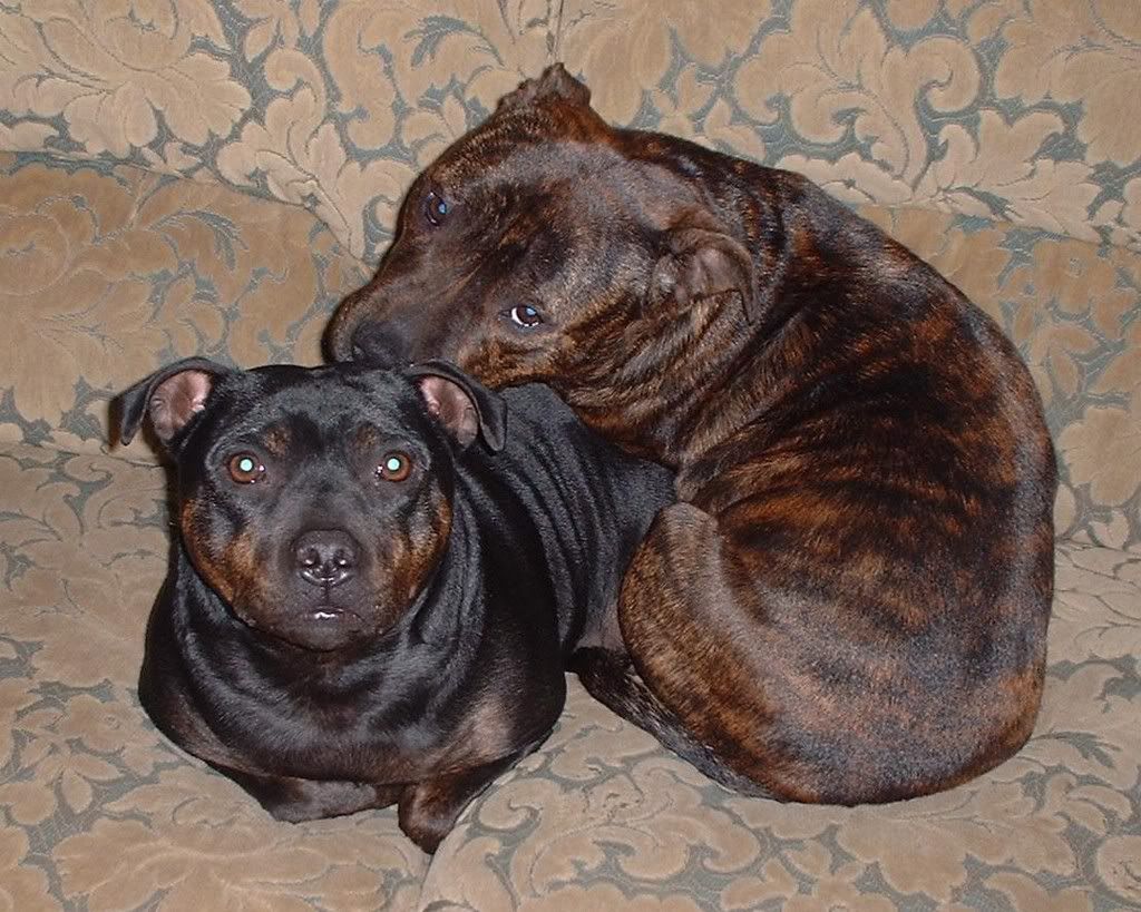 Staffies' old and new. Dogscurledup2