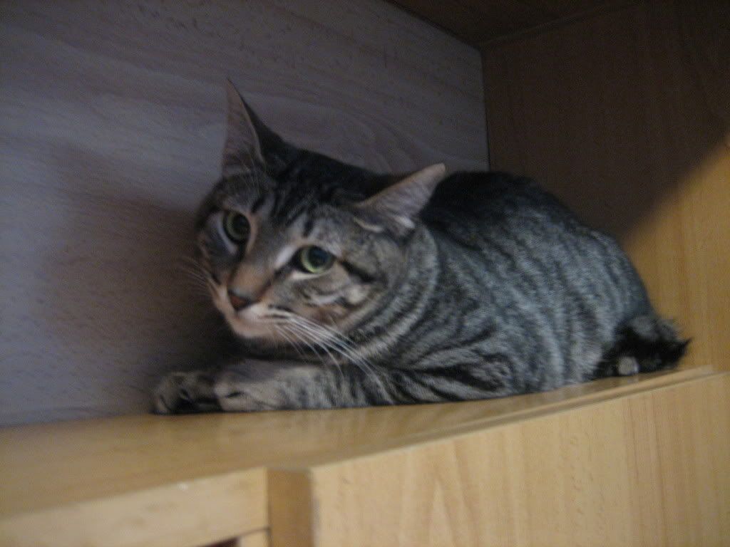 RAMSÉS, PRECIOSO TABBY EN ADOPCIÓN IMG_9458