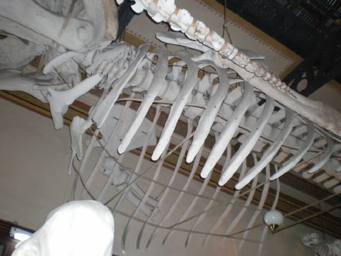 Museo de Ciencias de La Plata 00006