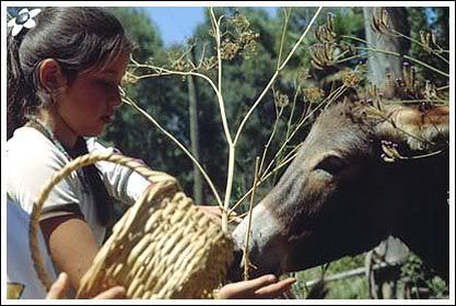 IMAGENES DE ANIMALES - Página 2 Hualqui