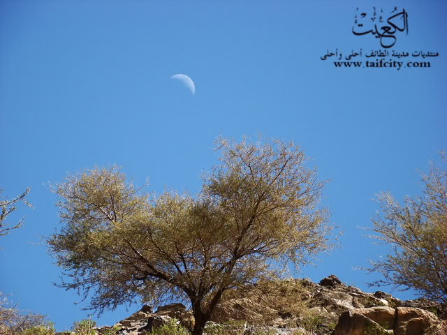 صور مدينة الطائف DSC04055