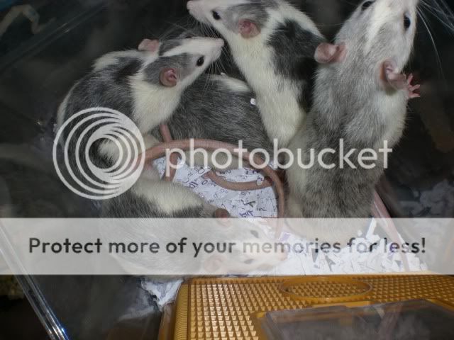 23 rats in groups  - Lancashire CIMG4076