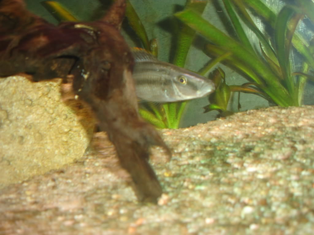 Dimidiochromis compressiceps DSC00047-1