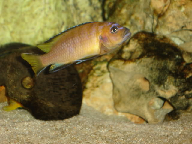 Nuevos inquilinos(elongatus Usisya) DSC00333