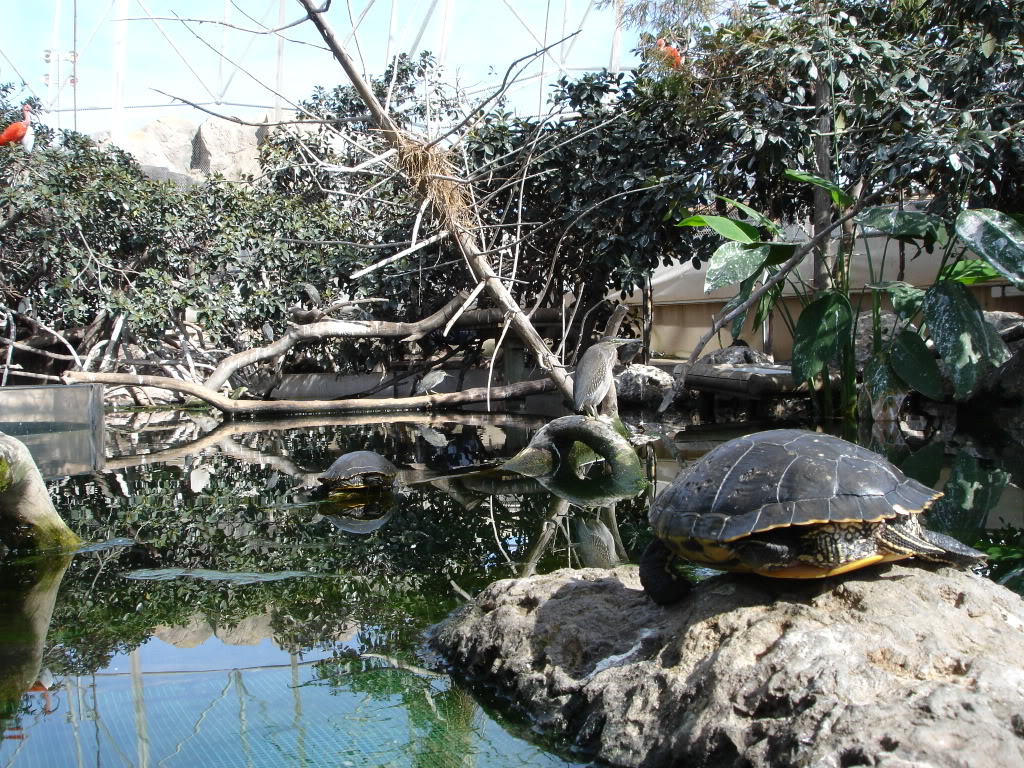 Oceanografic (Valencia) DSC08848