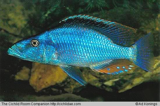 Dimidiochromis compressiceps P001581