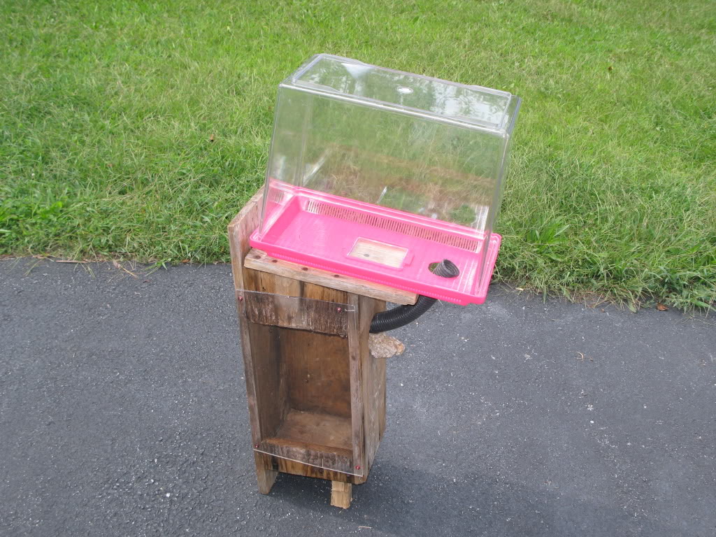 vespa crabro cage setup IMG_4671