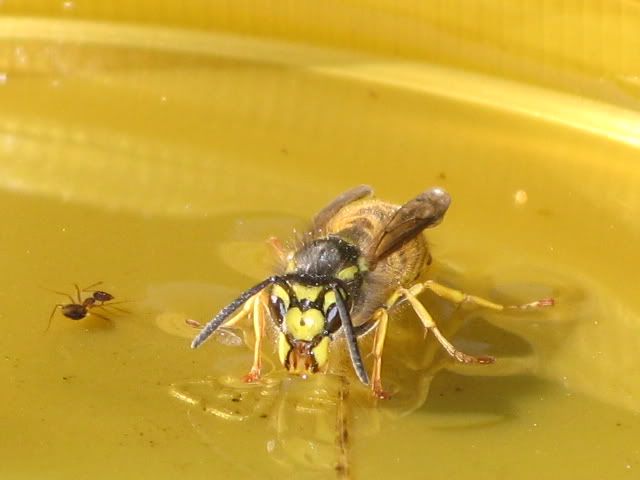 Vespula germanica worker IMG_5408