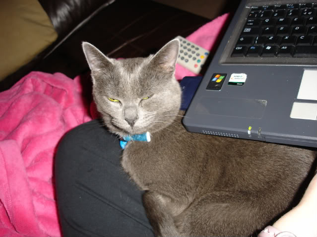 Bramble snuggling with mum and laptop! LOL DSC02519-1