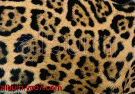 Alwan Jaguar-coat-682630-ga