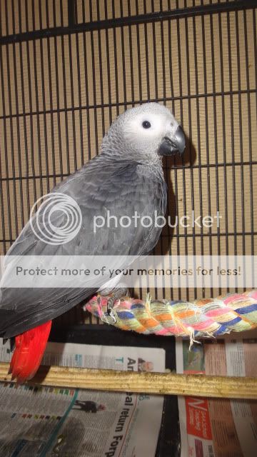 African Grey DSC01077