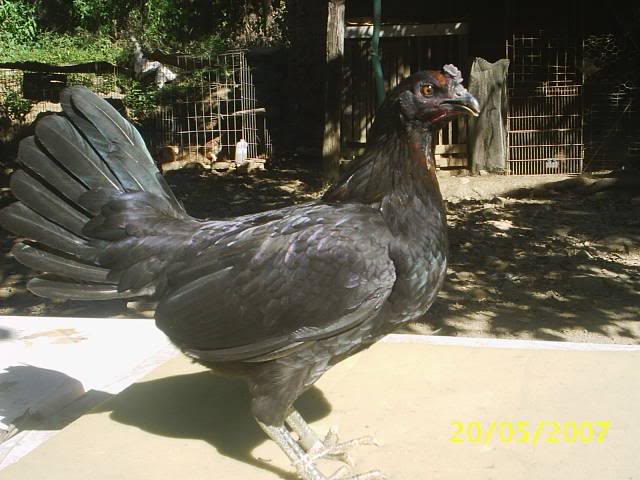 GALLINAS PLUMA!!!! 5