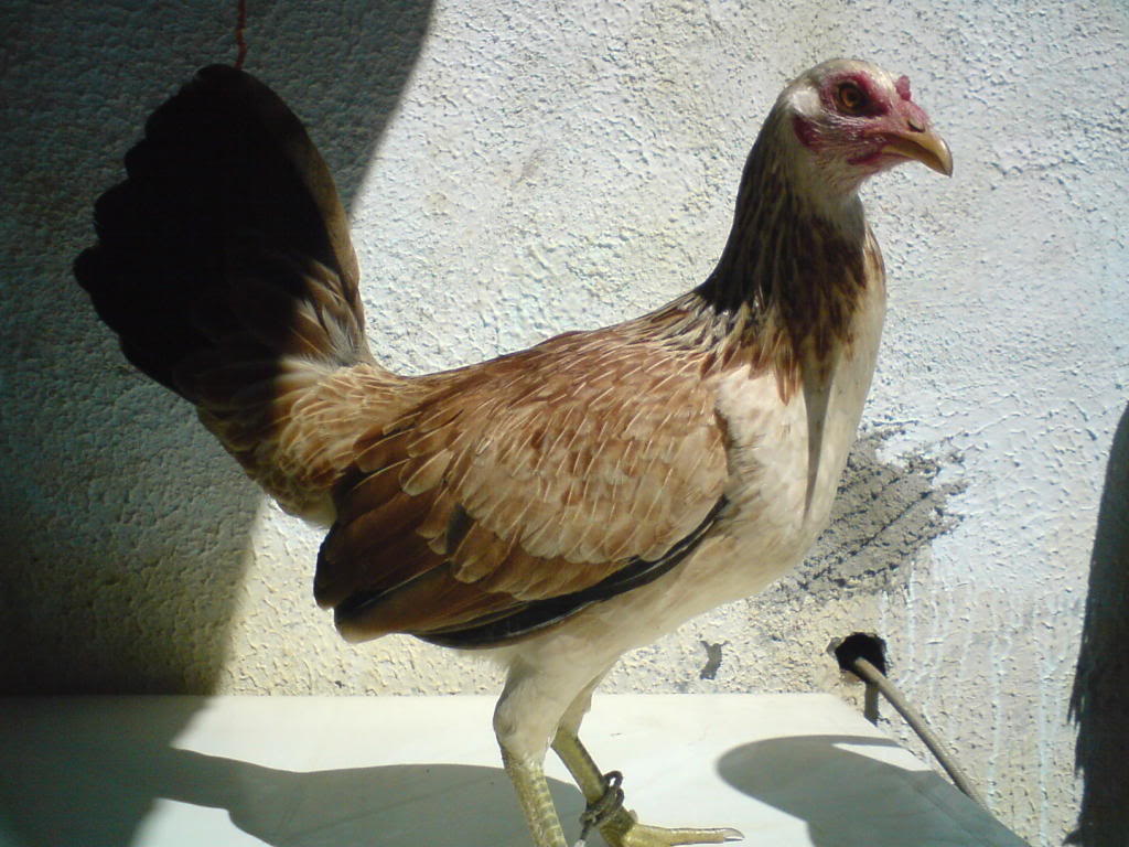 GALLINAS PLUMA!!!! GIRA