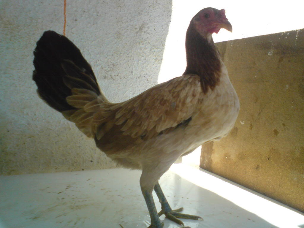 GALLINAS PLUMA!!!! HATCHB