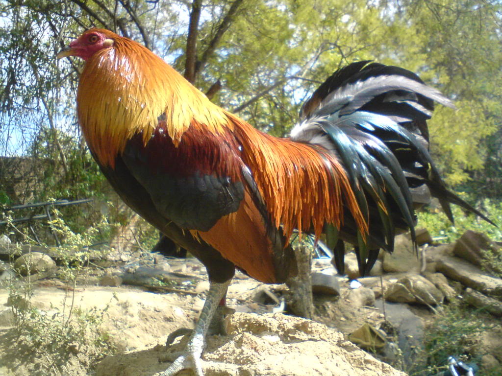 GALLOS PLUMA!!! HATCHBLUEFACE