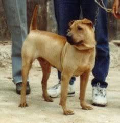 americki i kineski tip Traditionalshar-pei