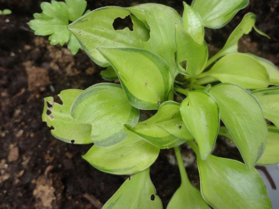 Les minis hostas 2014 - auchatelet DSC06067