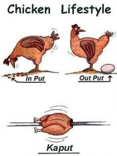 SOME FUNNY PICS :) - Page 3 Chicken_Lifestyle