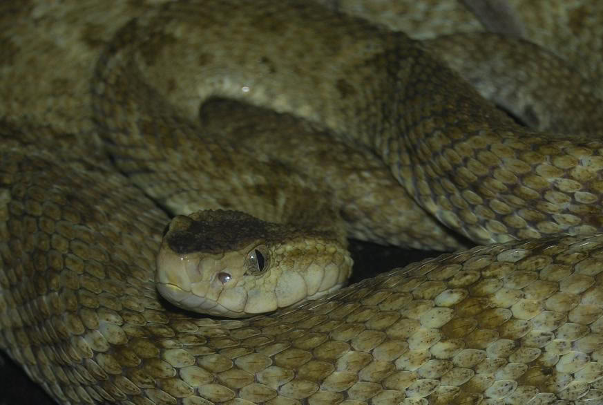 Bothrops colombiensis 3-7