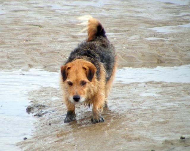 Winchelsea Beach 12 th May WalksinMay040