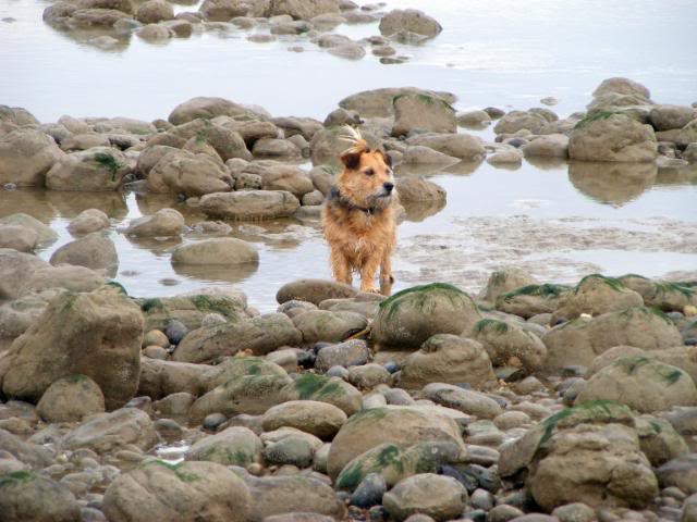 Winchelsea Beach 12 th May WalksinMay058