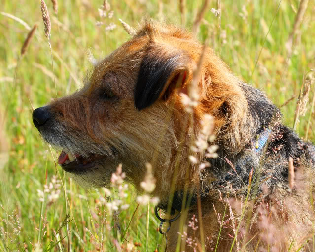 Herbie in the grass IMG_653502JPG