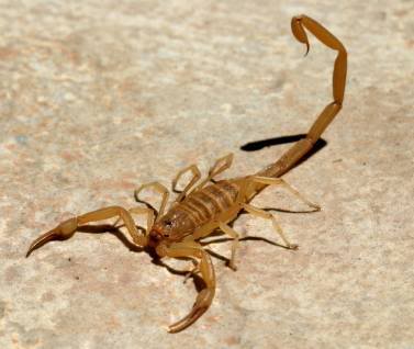       忿 Scorpion02iStockBrooks