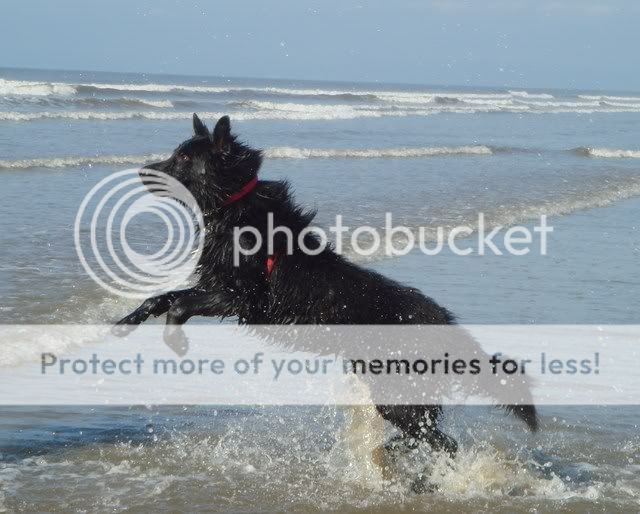 Photos for banner competition Pembrey08075