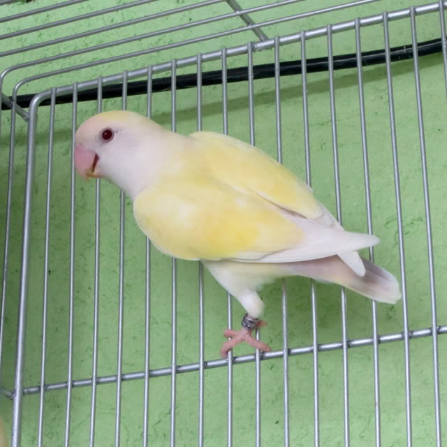  FS/FS: WF ALBINO/FALLOW/OPALINE UPDATED! Wffallowlilac2