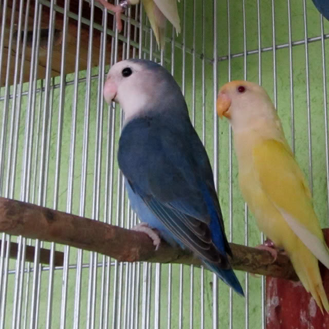  FS/FS: WF ALBINO/FALLOW/OPALINE UPDATED! Wfviosopa