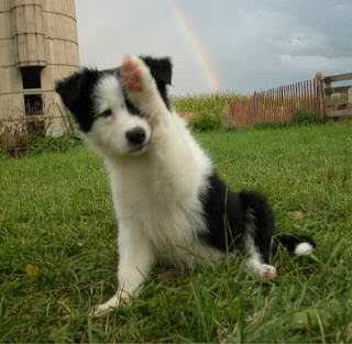 Border Collie (Granični škotski ovčar) Dollyrainbowwave1