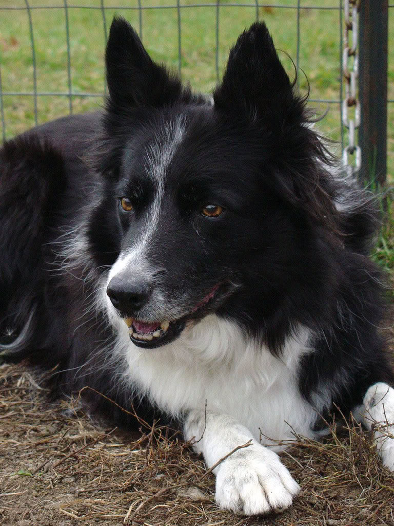 Border Collie (Granični škotski ovčar) Mowtionlg