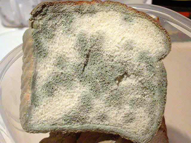 And the Award for Worst New Food Product of the Year Goes to… Moldy_bread