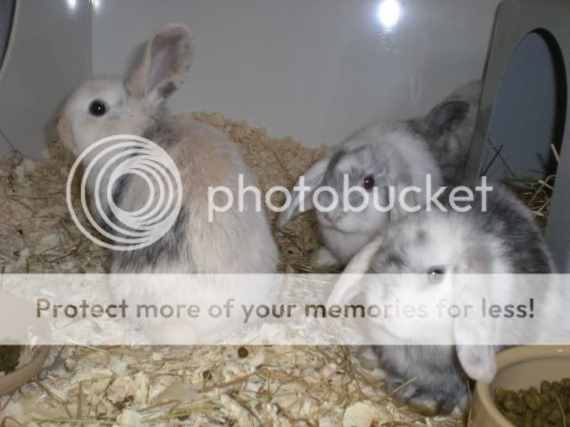 Baby bunnies dumped in box CIMG9663