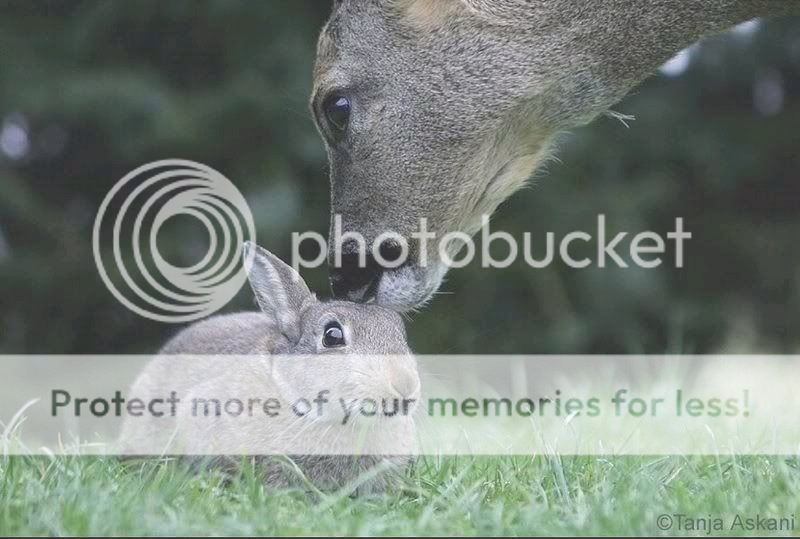 deer and rabbit friendship - this is soooo cute Rabbit6