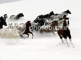   ...  ... Th_Horses_039