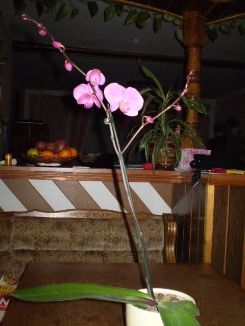 Orhideje Picture005