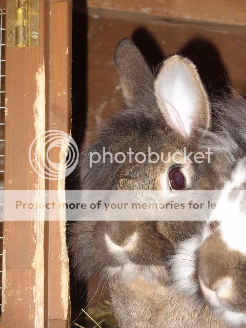 Rabbits; Picture856