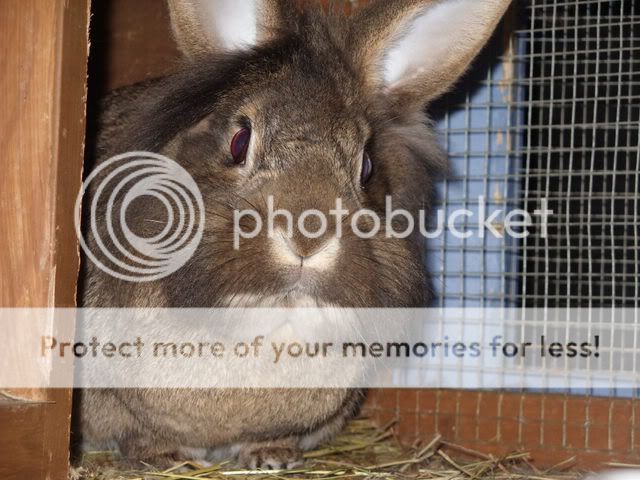 Rabbits; Picture860