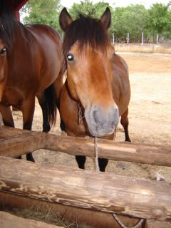 Ranch Barba Tone ili KK Manjadvorci - Page 3 DSC03219