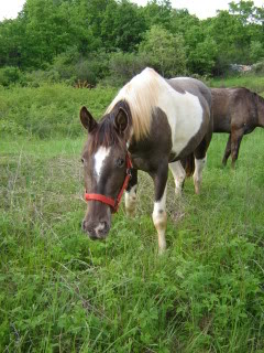 Ranch Barba Tone ili KK Manjadvorci - Page 3 Oki