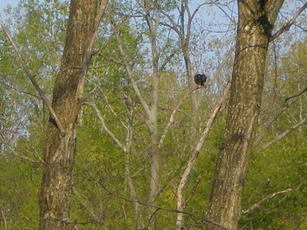 Strutter in a tree P4300163