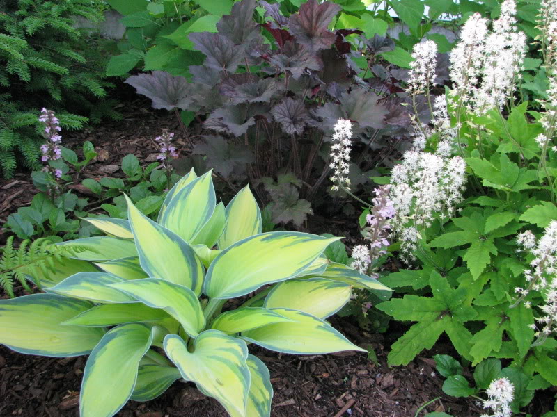 Hosta 074