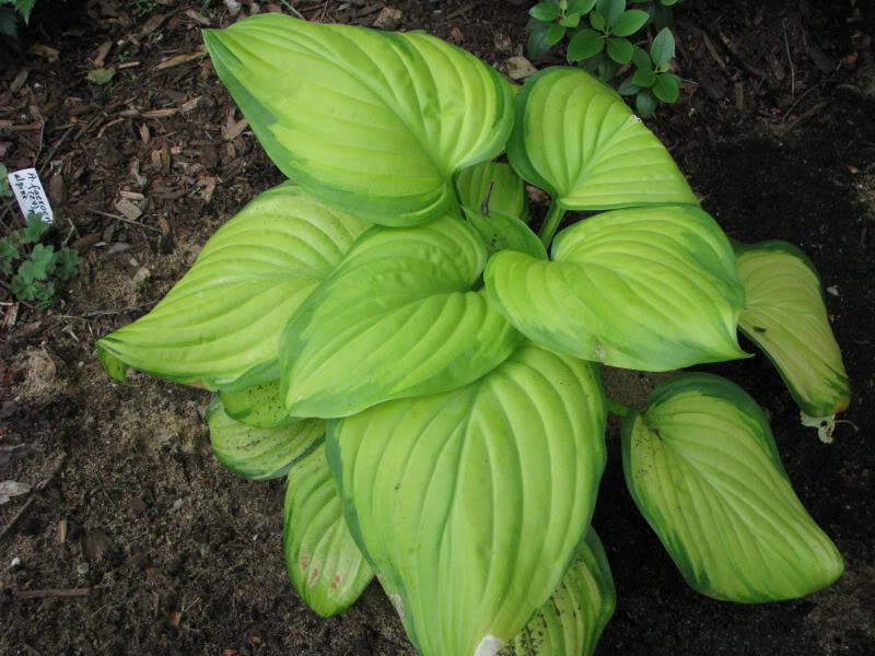 Hosta 135