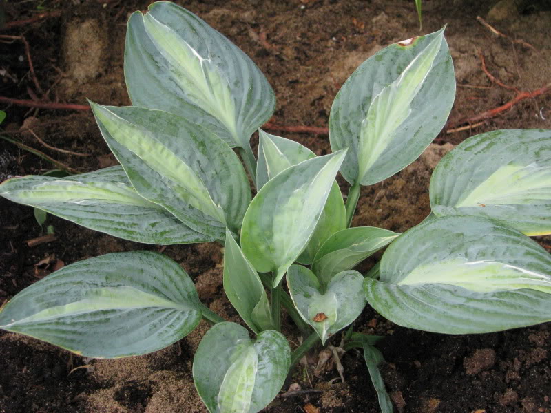 Hosta 136