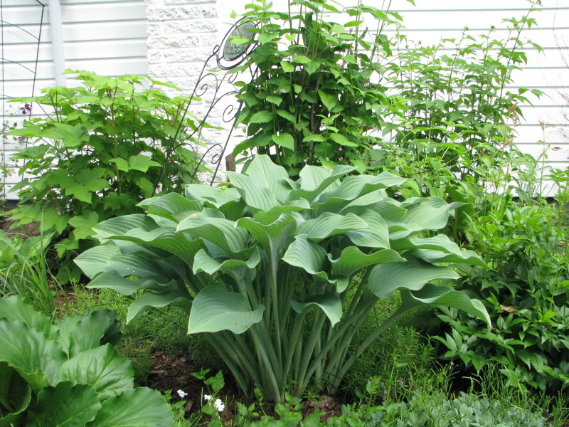 Hosta 144