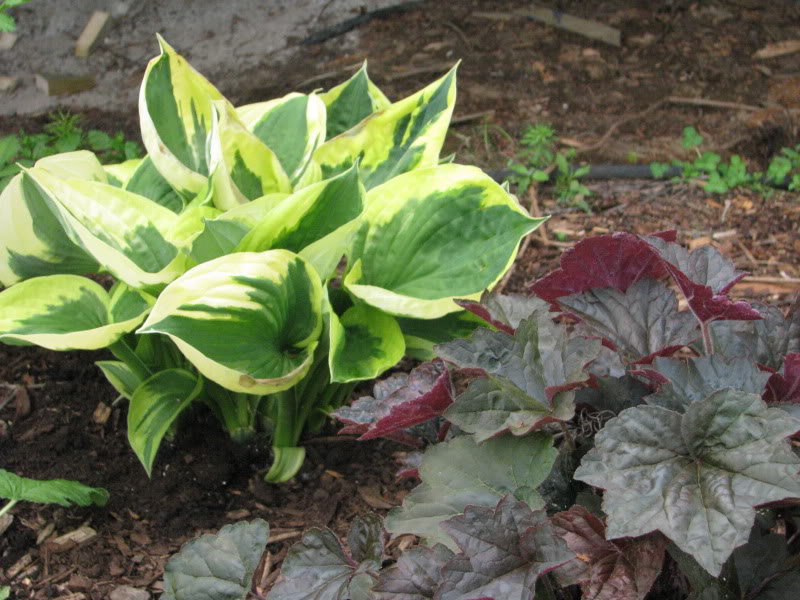 Hosta 197